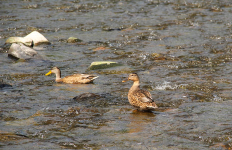 浅河里的两只野鸭