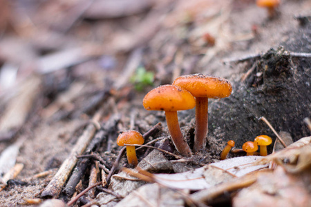 非常漂亮的橙色小蘑菇