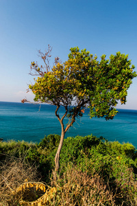 蓝色海水和前景生长的树木图片