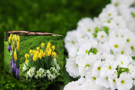 三维立方体花卉自然背景插图