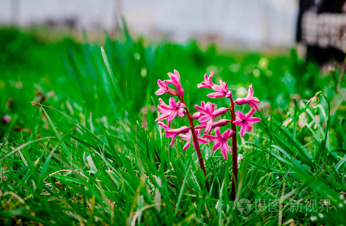 早春花在绿草中