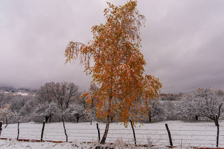 在寒冷的冬天里有新鲜雪的树