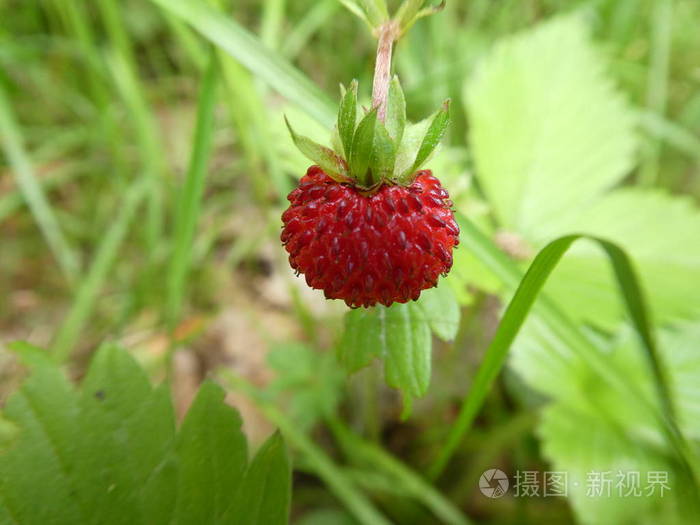 在森林中的野生灌木丛上的草莓果实