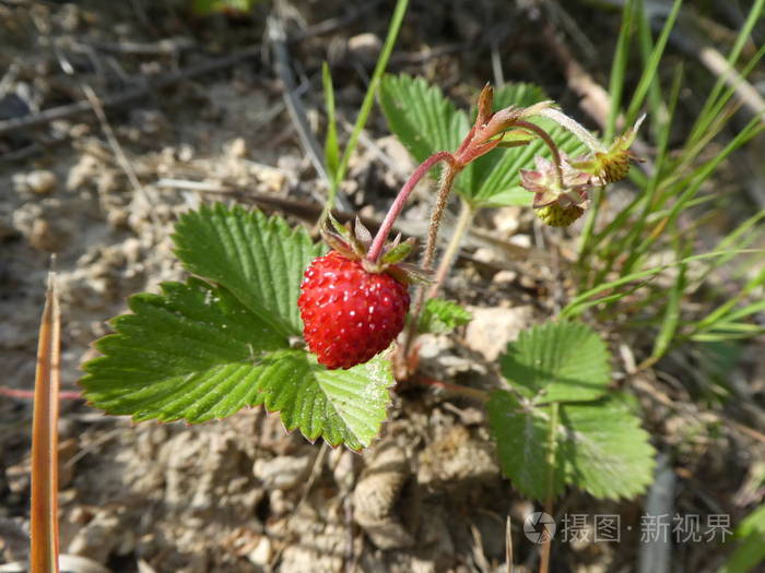 在森林中的野生灌木丛上的草莓果实