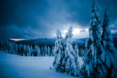 冬山林，白雪覆盖的树木和景观