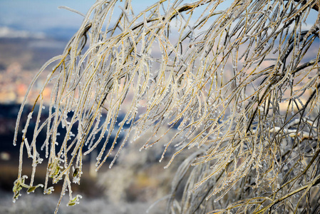 覆冰的树枝详情图片