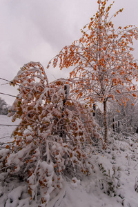 在寒冷的冬天里有新鲜雪的树