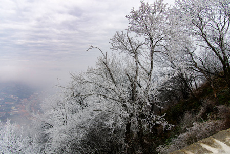 从山上俯瞰冻结的树木和植物。