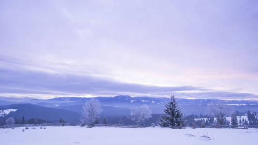 白雪皑皑的冬天，清晨，紫罗兰色的天空和树木，大自然的摄影