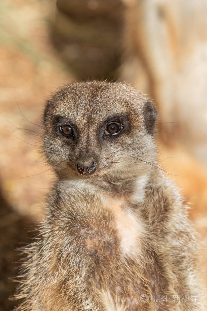 一只可爱好奇的猫鼬