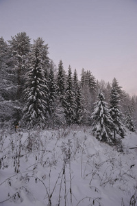 日落后霜冻的傍晚野生北部森林。