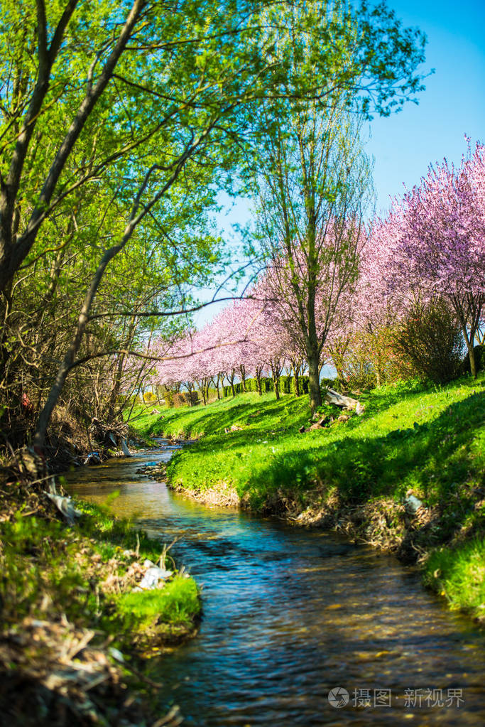 春天盛开的树木和蓝色的河流在公园里流动