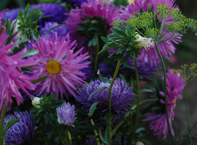 豪华的花园花。紫菀科