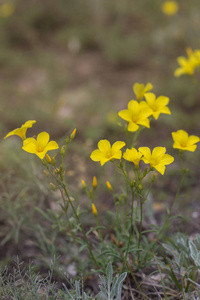 美丽的野生黄色花, 叫黄叶花, 来自乌克兰的金亚麻花