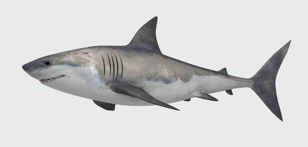 白色背景上分离的鲨鱼鱼。三维插图。