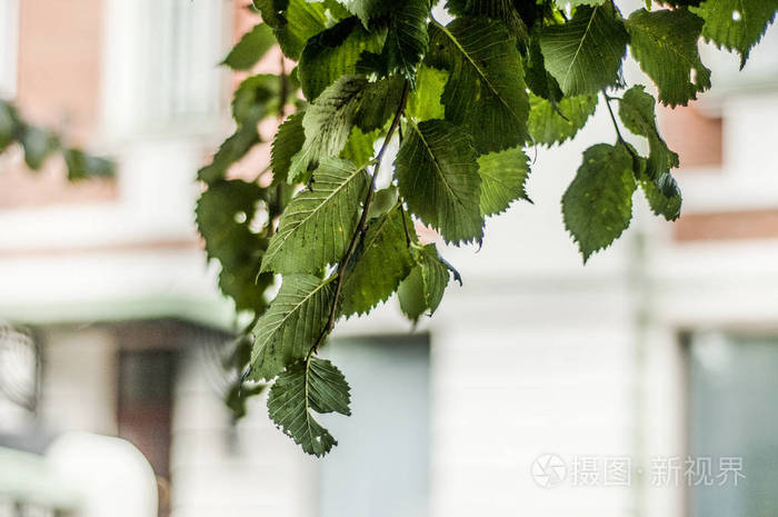 物的优美景观 在阳光明媚的夏日 城市背景和建筑物的绿叶上有美丽的景色和背景 照片 正版商用图片15tnus 摄图新视界 物的优美景观 在阳光明媚的夏日 城市背景和建筑物的绿叶上有美丽的景色和背景 照片 正版商用图片15tnus 摄图新视界