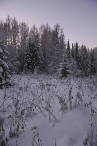 日落后寒冷的傍晚，北部的野生森林。