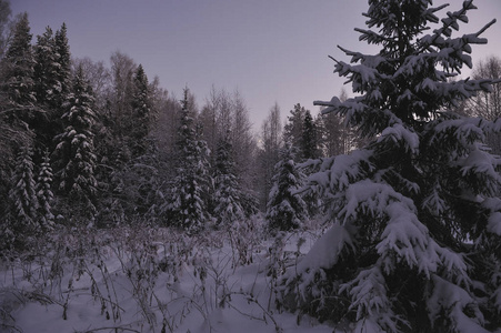 日落后寒冷的傍晚，北部的野生森林。