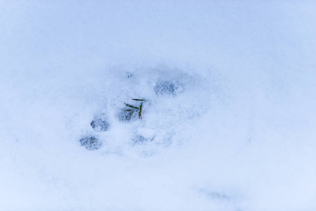 冬天，动物的爪子印在雪地上