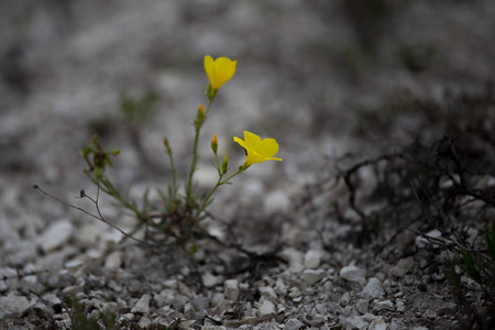 campanulatum美丽的野生黄色花, 叫黄叶花, 来自乌克兰的金亚麻花照片