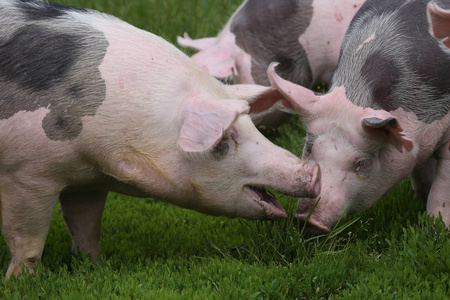 夏季在绿色草地上放牧的健康的年轻猪