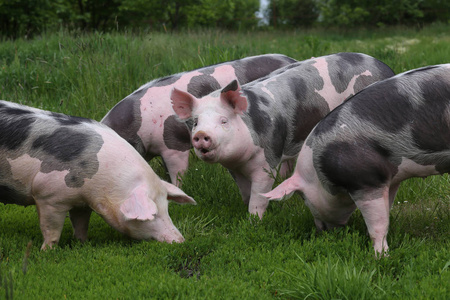 夏季在绿色草地上放牧的健康的幼猪照片