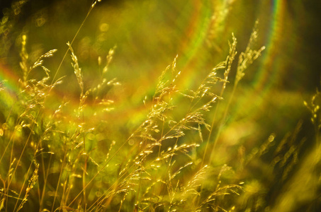 的草和耳朵与田野和草甸花在后面的太阳在上午和下午阳光明媚的夏天