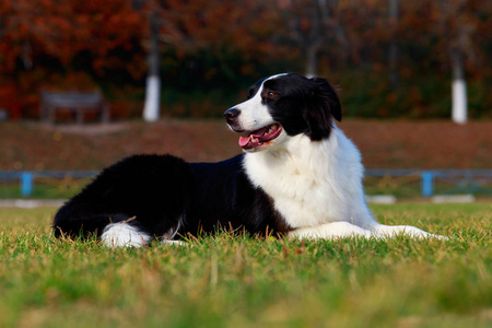 狗品种边境牧羊犬躺在绿草上