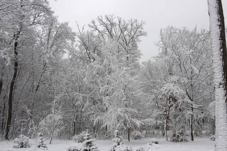 概念冬季美。 硬木。 裸露的树木覆盖着雪。 冰霜清新