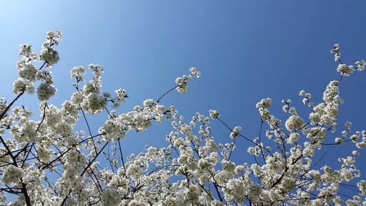 樱花对着天空