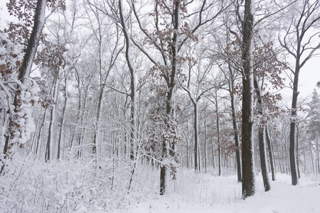 概念冬季美。 硬木。 裸露的树木覆盖着雪。 冰霜清新