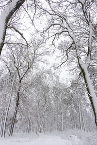 概念冬季美。 硬木。 裸露的树木覆盖着雪。 冰霜清新