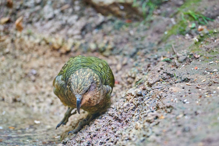 凯亚高山鹦鹉Nestor Notabilis