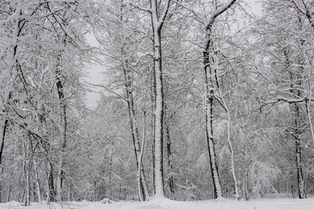 概念冬季美。 硬木。 裸露的树木覆盖着雪。 冰霜清新