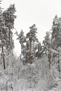 下雪的针叶林。 冬季美丽和清新背景的概念