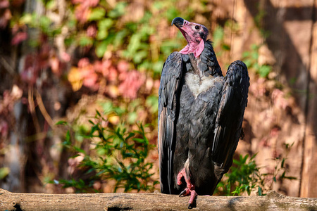 红头秃鹫salogyps Calvus