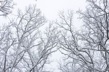 概念冬季美。 硬木。 裸露的树木覆盖着雪。 冰霜清新