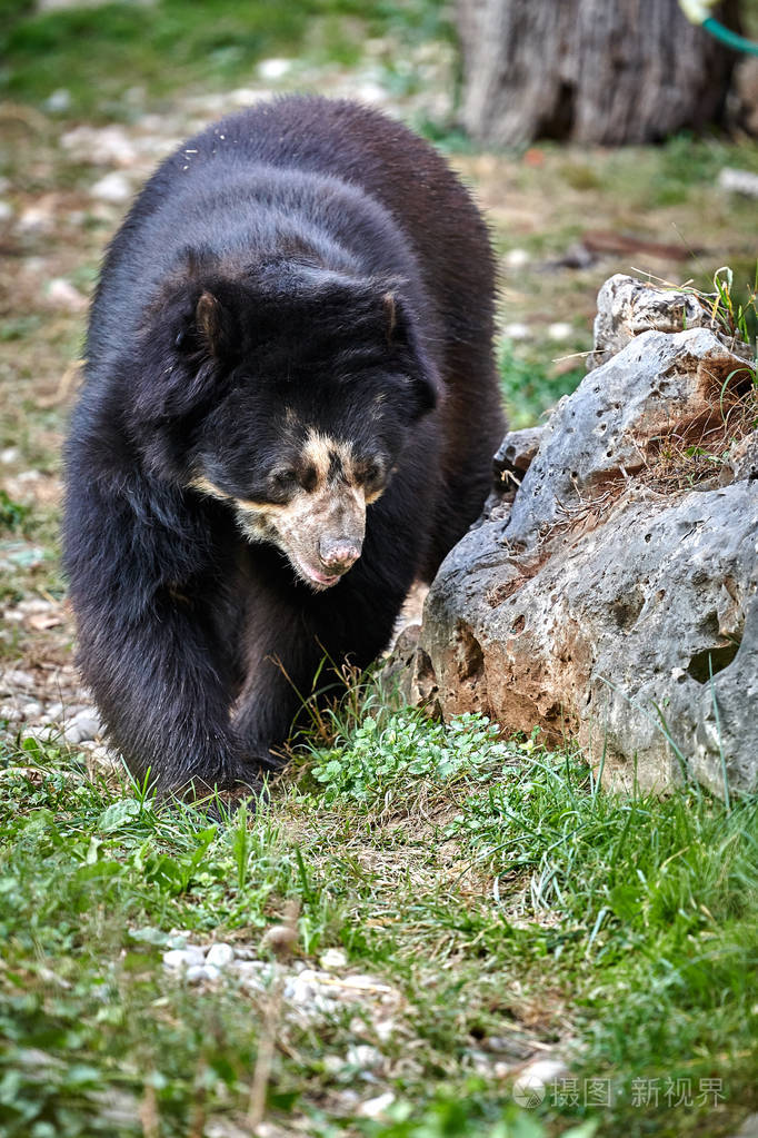 眼镜熊tremarctosonatus