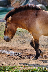 s horse Equus ferus przewalskii, also known as the Mongolian w