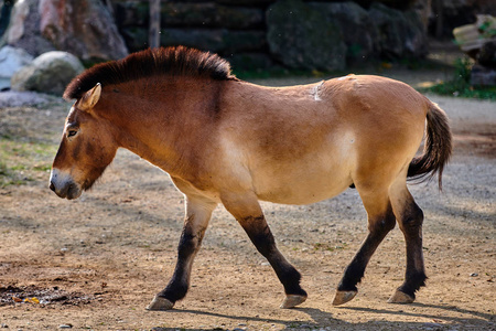 s horse Equus ferus przewalskii, also known as the Mongolian w