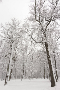 概念冬季美。 硬木。 裸露的树木覆盖着雪。 冰霜清新