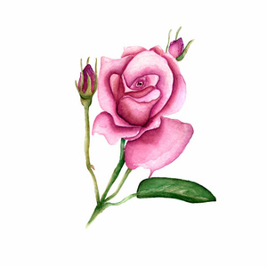 野花玫瑰花以水彩风格孤立。 该植物的全名玫瑰霍蒂米亚罗莎。 背景纹理包装图案框架或边框的水花野花。