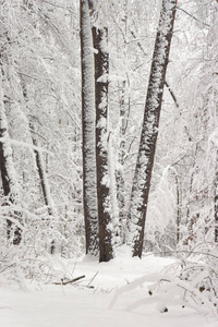 概念冬季美。 硬木。 裸露的树木覆盖着雪。 冰霜清新