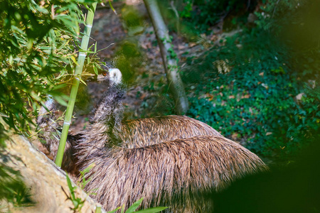特写EMU新大陆。