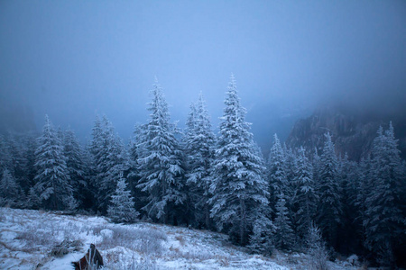 圣诞节和新年背景，山上有冬天的树，覆盖着新鲜的雪魔法节日背景