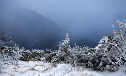 雪杉树在雾中的群山中神奇的节日背景