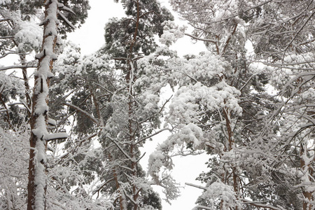 下雪的针叶林。 冬季美丽和清新背景的概念