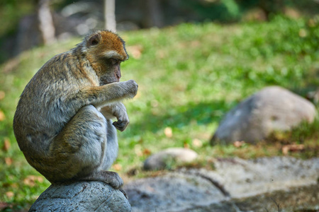巴巴里·马卡基马戈(马卡卡·西瓦努斯)照片