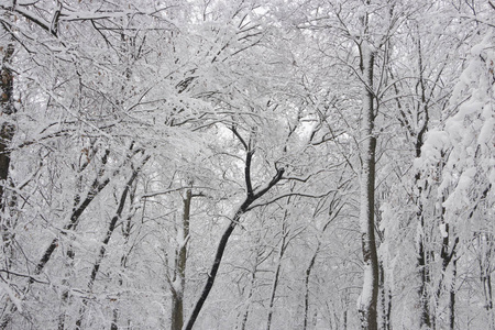 概念冬季美。 硬木。 裸露的树木覆盖着雪。 冰霜清新