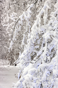 概念冬季美。 硬木。 裸露的树木覆盖着雪。 冰霜清新